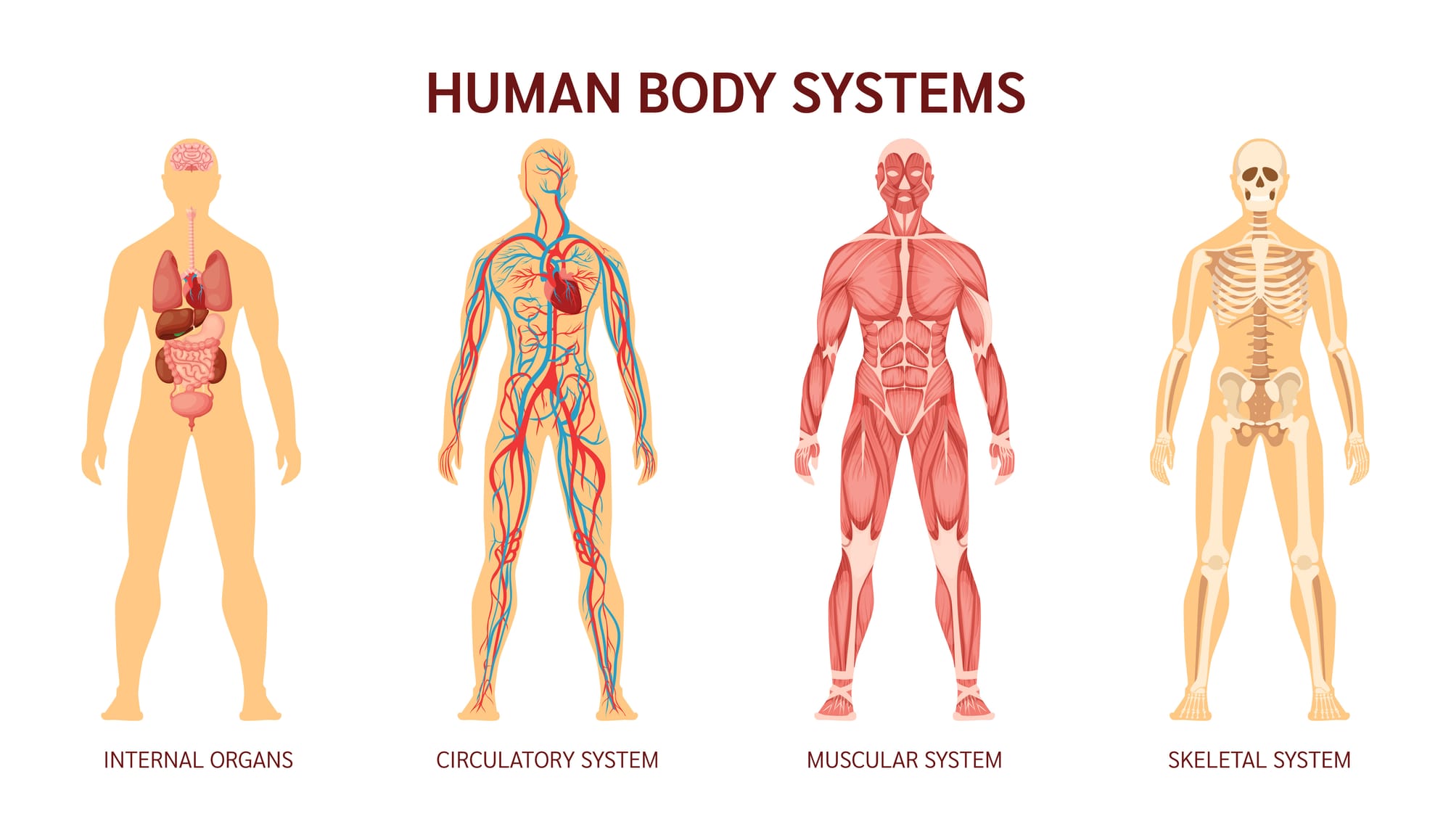 The title of this illustration is "Human Body Systems". There are four drawings of the human body, labeled "internal organs", "circulatory system", "muscular system", and "skeletal system".