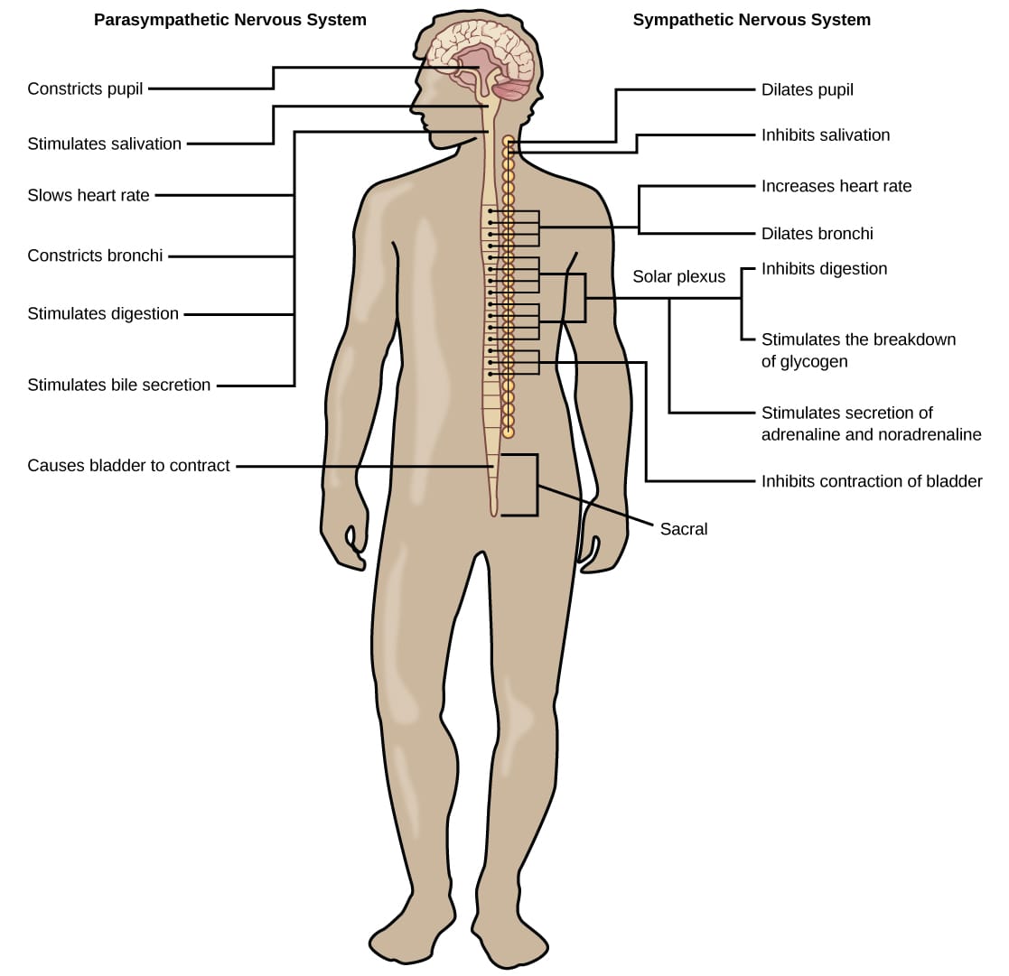 This is a cartoon diagram of the parasympathetic and sympathetic nervous systems.